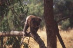 koala capobranco