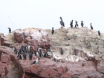 075 Isole Ballestas