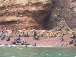 080 Isole Ballestas