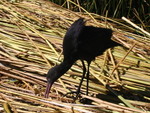 188 Titicaca - Uros