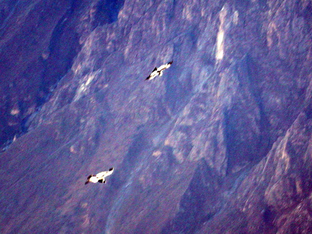 2 condor