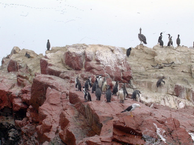 islas Ballestas