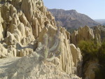 Valle della luna - cactus