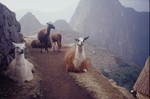 Lama a Machu Picchu