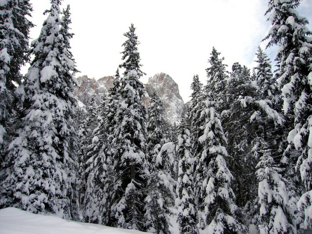 Bosco innevato